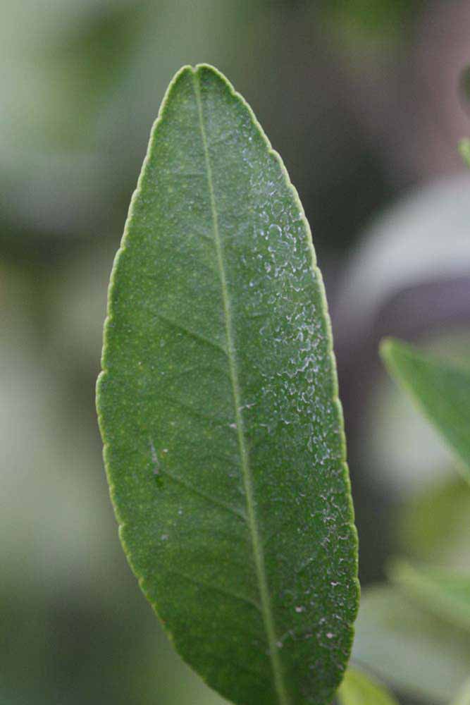              Margin (Riverside, CA)       